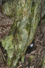 Harrybecca/Evans Gin Mine / Bottom Exit