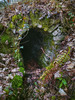 Brightside Mine / 'Newcastle Road' Adit Entrance